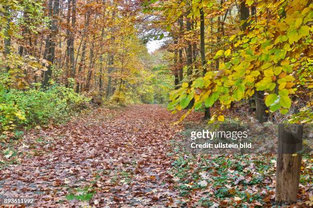 Herbst Laub Blätter Buchenwald - gesehen in der Eilenriede in Hannover