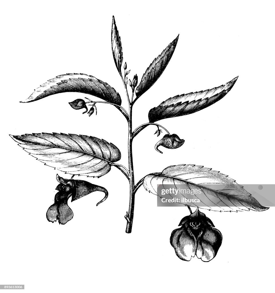 Botany plants antique engraving illustration: Impatiens noli-tangere (touch-me-not balsam)