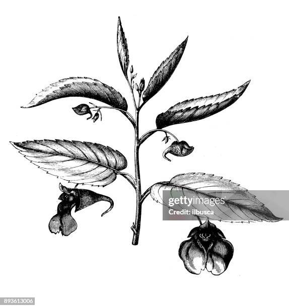 botany plants antique engraving illustration: impatiens noli-tangere (touch-me-not balsam) - abies balsamea stock illustrations