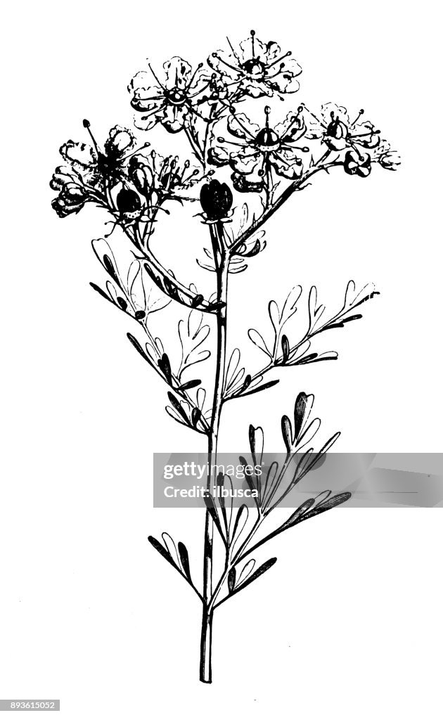 Botany plants antique engraving illustration: Ruta graveolens (rue)
