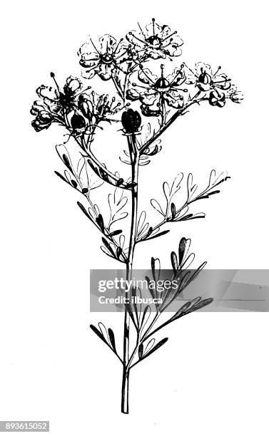 botany plants antique engraving illustration: ruta graveolens (rue) - ruta graveolens stock illustrations