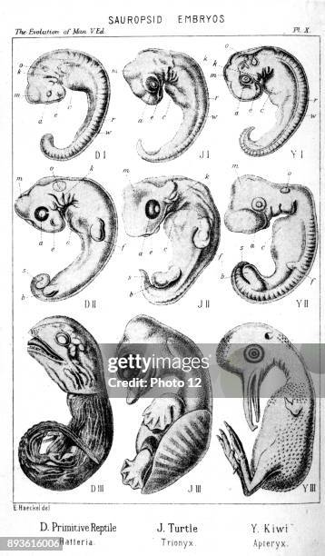 Sauropsid embryos.