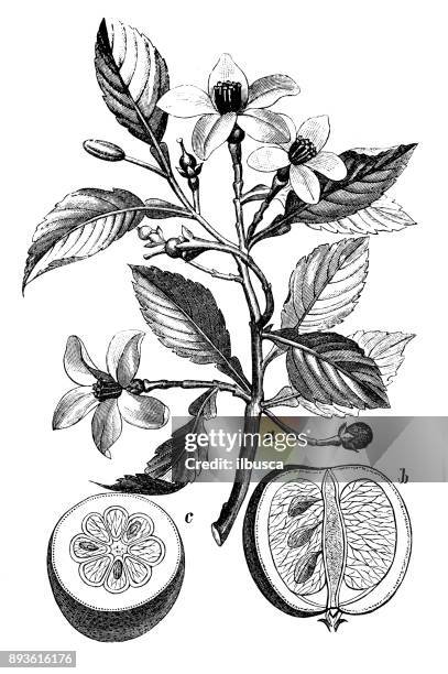 botany plants antique engraving illustration: citrus aurantium (bitter orange, seville orange, sour orange, bigarade orange, marmalade orange) - seville stock illustrations