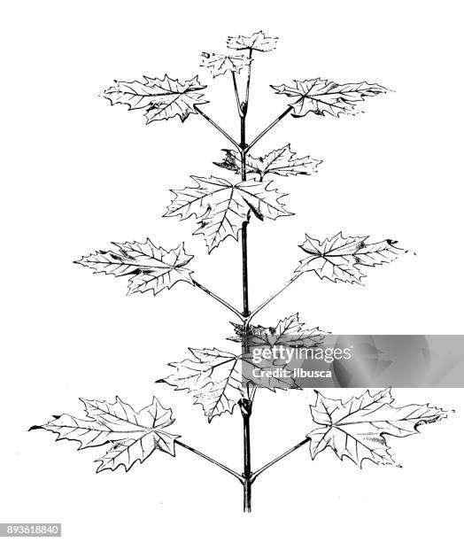 botanik pflanzen antik gravur abbildung: acer platanoides (spitzahorn) - acer platanoides stock-grafiken, -clipart, -cartoons und -symbole