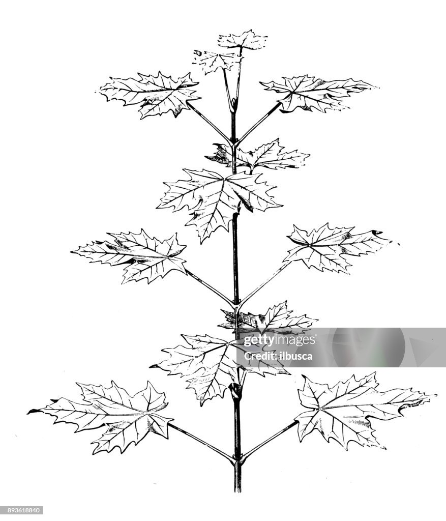 Botany plants antique engraving illustration: Acer platanoides (Norway maple)