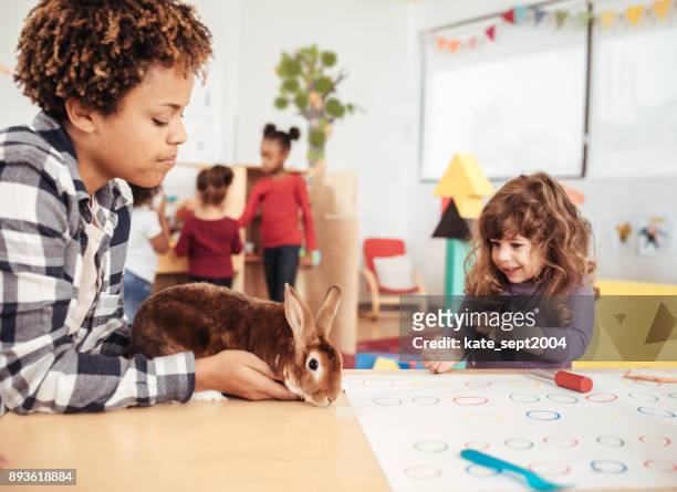 kinder lernen über kaninchen in der kindertagesstätte - chinchilla stock-fotos und bilder