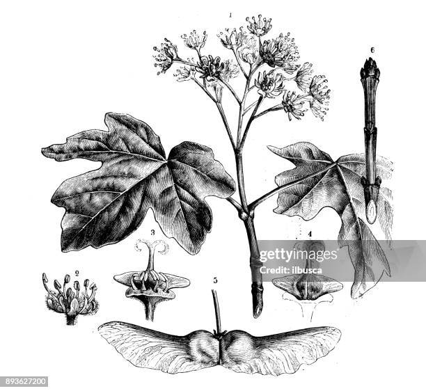 botany plants antique engraving illustration: acer campestre (field maple) - bud stock illustrations