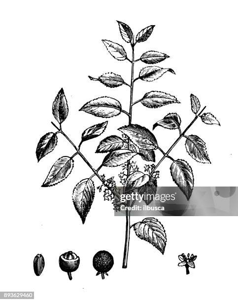 botany plants antique engraving illustration: rhamnus cathartica (buckthorn, common buckthorn) - rhamnus cathartica stock illustrations