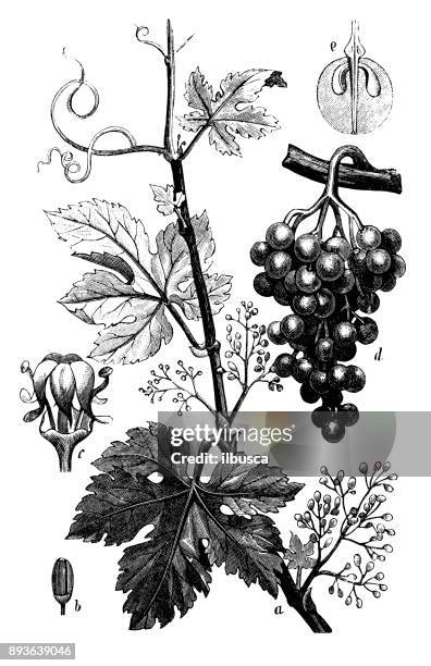 stockillustraties, clipart, cartoons en iconen met plantkunde planten antieke gravure illustratie: vitis vinifera (gemeenschappelijk wijnstok) - grapes on vine