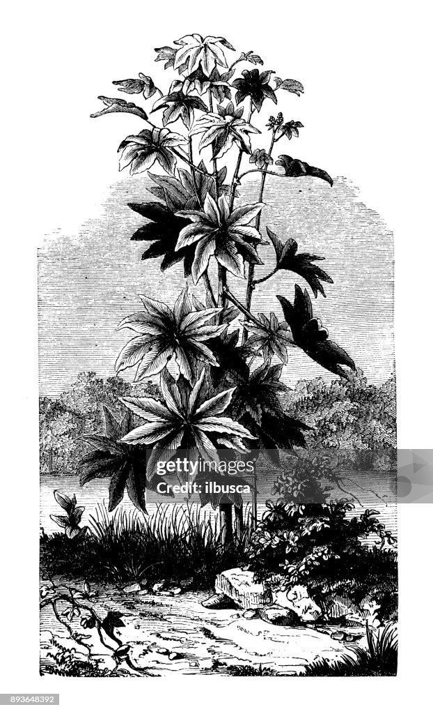 Botany plants antique engraving illustration: Ricinus communis (castorbean, castor-oil-plant)