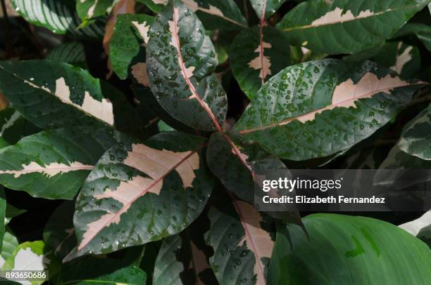 graptophyllum pictum - acanthaceae stock pictures, royalty-free photos & images