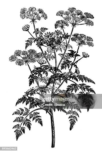 botany plants antique engraving illustration: conium maculatum (hemlock, poison hemlock) - hemlock tree stock illustrations