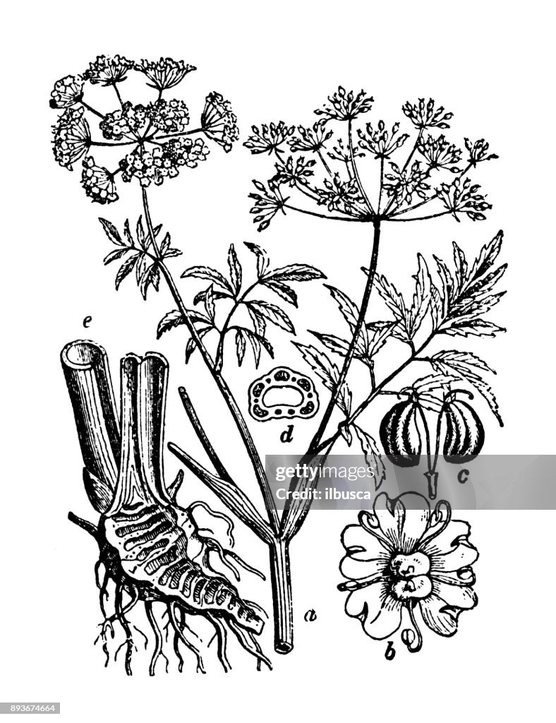 Botany plants antique engraving illustration: Cicuta virosa