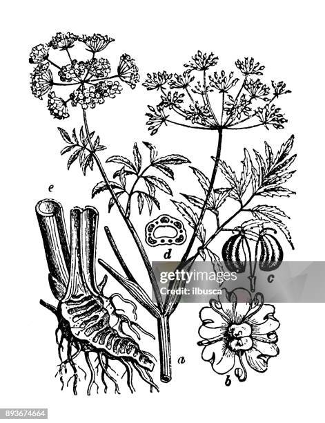 botany plants antique engraving illustration: cicuta virosa - cicuta virosa stock illustrations