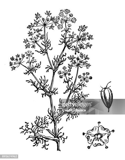 ilustrações, clipart, desenhos animados e ícones de plantas de botânica antiga ilustração de gravura: cominho, erva-doce meridiano, persa cominho (carum carvi) - cumin