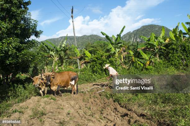 Farmer tilling soil with plow and oxen on November 9, 2017 in Vinales, Cuba.