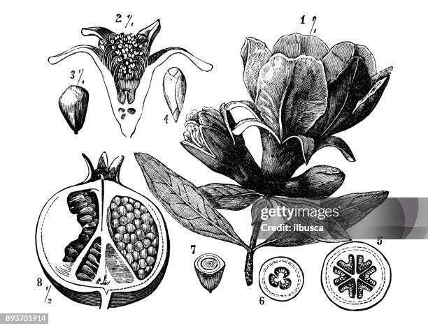 botany plants antique engraving illustration: pomegranate (punica granatum) - pomegranate stock illustrations