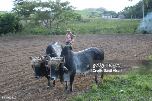 Farmer tilling soil with plow and oxen on November 9, 2017 in Vinales, Cuba.