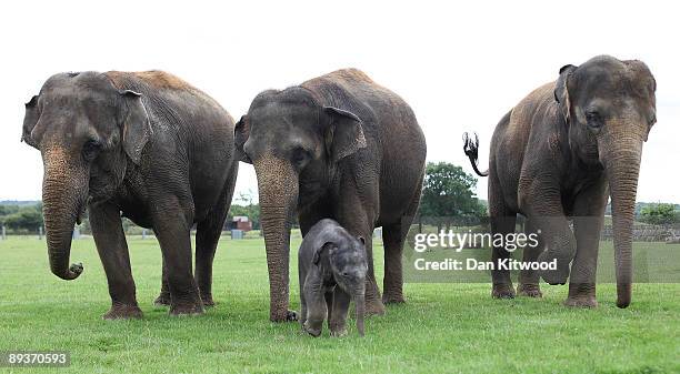 Newborn Asian elephant walks with other members of its herd at Whipsnade Wild Animal Park on July 28, 2009 in Whipsnade, England. The 6 day old Asian...