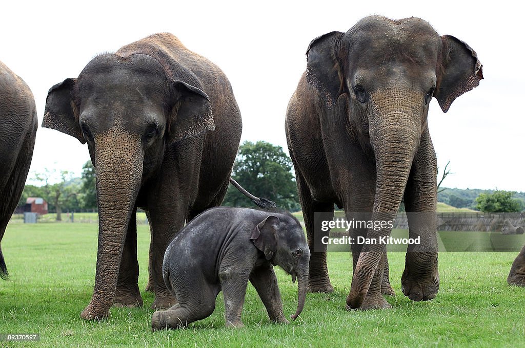 Baby Asian Elephant Makes Its First Public Appearance At Whipsnade Animal Park