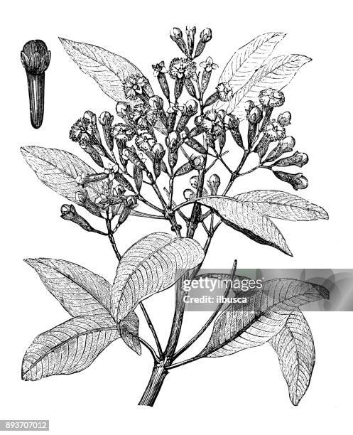 botany plants antique engraving illustration: cloves (syzygium aromaticum) - clove stock illustrations