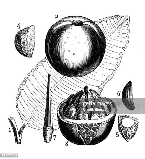 botany plants antique engraving illustration: brazil nut (bertholletia excelsa) - brazil nuts stock illustrations