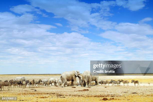 olifanten en zebra's in etosha national park namibië - etosha nationaal park stockfoto's en -beelden