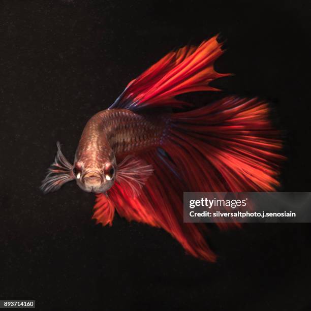 red betta fish - siamese fighting fish stock pictures, royalty-free photos & images