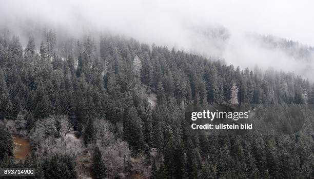 Leicht verschneiter Wald bei Sankt Moritz im Engadin am