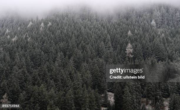 Leicht verschneiter Wald bei Sankt Moritz im Engadin am