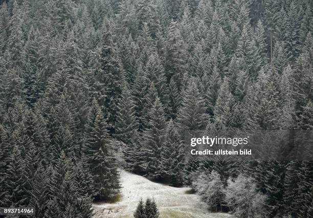 Leicht verschneiter Wald bei Sankt Moritz im Engadin am