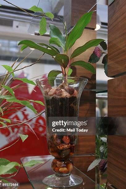 Plants displayed at a Wingreens outlet at select citywalk mall in Saket, New Delhi on Wednesday, July 22, 2009. Wingreens, a project designed to...