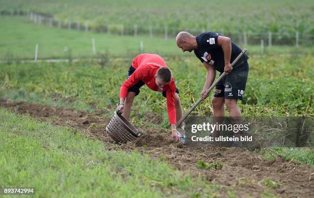 Volleyball 1. Bundesliga 2015/2016 TV Rottenburg beim Teambuildingevent TV R Team bei der Kartoffelernte und Kochen auf dem Acker mit dem Bio...