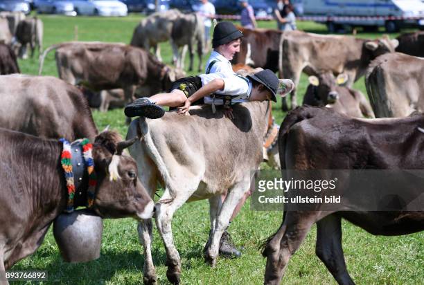 Almabtrieb - Viehscheid in Maierhoefen im Allgaeu Junghirte Patrick Bechter versucht beim Viehscheid auf seiner Lieblingskuh Namens Schlawiner zu...