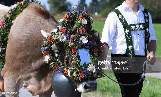 Almabtrieb - Viehscheid in Maierhoefen im Allgaeu Ein Bauer mit einer geschmueckten Kuh, sie traegt Kraenze aus Bergblunen, Silberdisteln und...