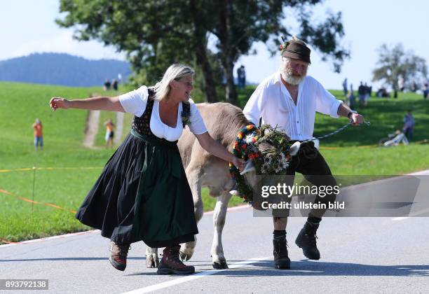 Almabtrieb - Viehscheid in Maierhoefen im Allgaeu Ein Bauer und Baeuerin mit einer launischen Kuh, sie traegt Kraenze aus Bergblunen, Silberdisteln...