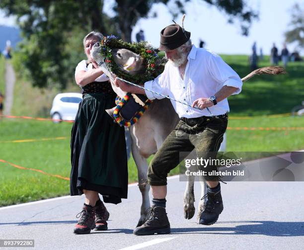 Almabtrieb - Viehscheid in Maierhoefen im Allgaeu Ein Bauer und Baeuerin mit einer launischen Kuh, sie traegt Kraenze aus Bergblunen, Silberdisteln...