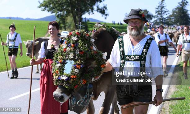 Almabtrieb - Viehscheid in Maierhoefen im Allgaeu Ein Bauer mit einer geschmueckten Kuh, sie traegt Kraenze aus Bergblunen, Silberdisteln und...