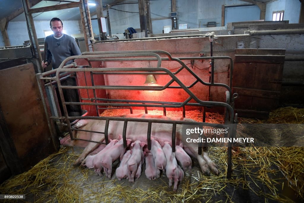FRANCE-FARMING-PIG-STRAW