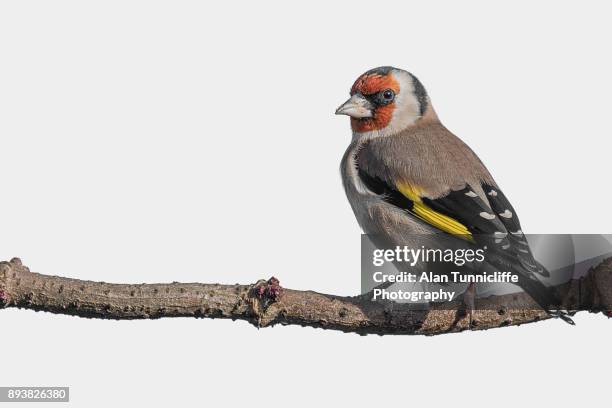 goldfinch perched on branch - finch 個照片及圖片檔