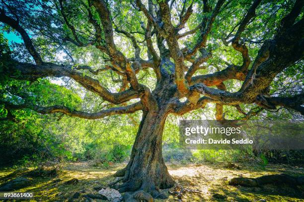 large oak tree with twisted branches on the path to the cove 'cala goloritze' - cala goloritze stock-fotos und bilder