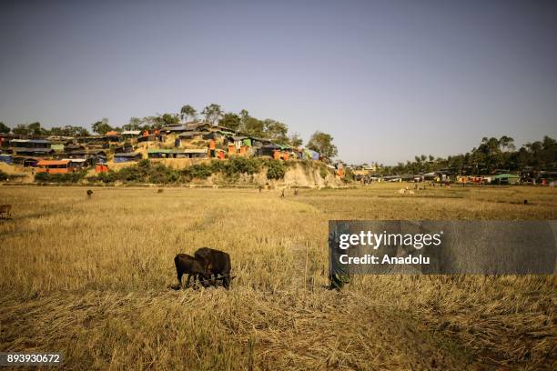 Rohingya woman, who fled from oppression within ongoing military operations in Myanmars Rakhine state, pastures her cows at a refugee camp in Cox's...