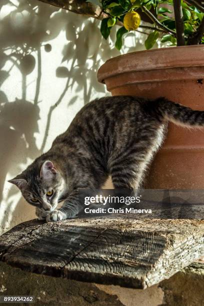 a cat wandering outside in florence - potted fruit tree stock pictures, royalty-free photos & images