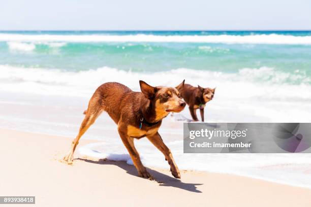 ビーチ、バック グラウンドで遊んで australiand 赤 kelpies コピー スペース - オーストラリアンケルピー ストックフォトと画像