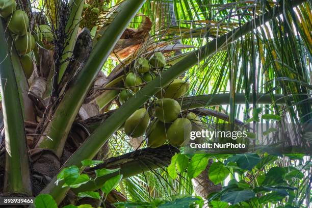 Kurumba island resort in Vihamanafushi North Male Atoll, Maldives. Kurumba is a multiple awarded resort with 180 rooms and villas, 8 restaurants and...