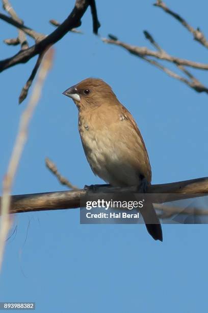 blue grosbeak female - blue cardinal bird stock-fotos und bilder