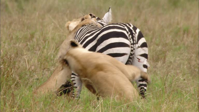 45,011 Animals Hunting Videos and HD Footage - Getty Images 45,011 Animals Hunting Videos and HD Footage - Getty Images