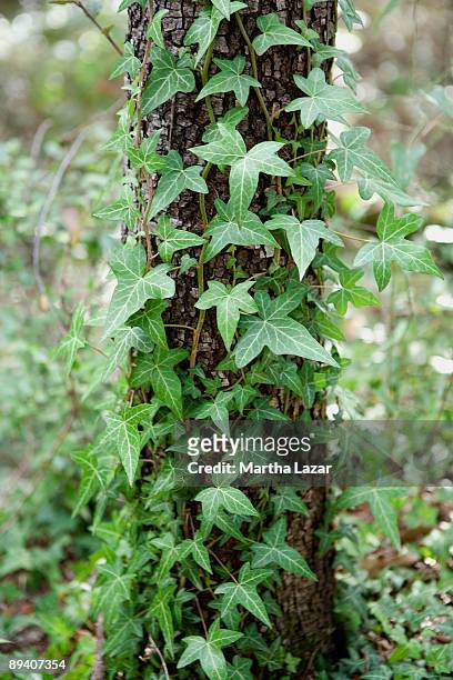 ivy climbing tree - lorgues 個照片及圖片檔