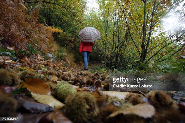 Tourist with umbrella walking in the forest of O Caurel or O Courel. Lugo. Galicia.