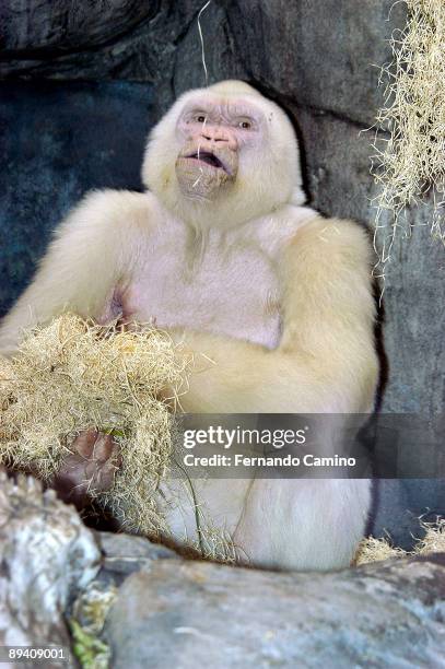 September 2003. Barcelona Zoo 'Copito de Nieve' Albino Gorilla